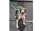 Adopt Sioux $400 a Mixed Breed