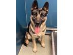 Adopt Maxie 3096 - Adoption Pending a German Shepherd Dog