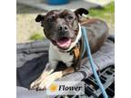 Adopt Flower a Pit Bull Terrier