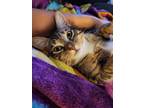 Adopt Owlivia a American Shorthair