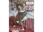 Adopt Ginger a Pit Bull Terrier