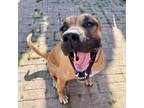 Adopt Yrene a Mastiff