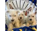 West Highland White Terrier Puppy for sale in Fulton, MO, USA