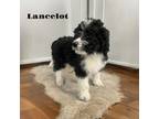 Lancelot