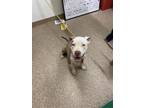 Adopt STEWIE a Staffordshire Bull Terrier, Mixed Breed