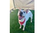 Adopt Bella5 a Lancashire Heeler, Pit Bull Terrier