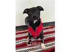 Adopt Charlie5 a Lancashire Heeler, Pit Bull Terrier