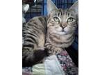 Adopt Christy a Domestic Short Hair, Tabby