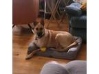 Adopt Tina Marie a German Shepherd Dog, Greyhound