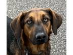 Adopt Ruby #1 a Bloodhound, Shepherd