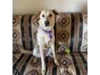 Adopt Maisey a Mixed Breed, Yellow Labrador Retriever