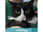 Adopt Ladybug a Domestic Medium Hair