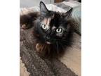 Adopt Maeve a Domestic Long Hair, American Shorthair