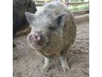 Adopt Swinona Ryder a Pig