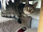 Adopt Trisha a American Shorthair