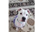 Adopt Winter a Pit Bull Terrier, Mixed Breed