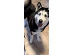 Adopt SOPHIE a Siberian Husky, Mixed Breed