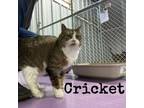 Adopt Cricket a Domestic Medium Hair