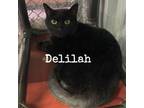 Adopt Delilah a Domestic Short Hair