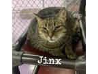 Adopt Jinx a Domestic Short Hair