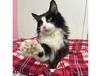 Adopt Monica a Domestic Medium Hair