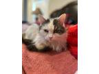 Adopt Finny a Maine Coon