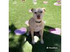 Adopt Coco a Pit Bull Terrier, American Staffordshire Terrier