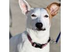 Adopt Ani a Australian Cattle Dog / Blue Heeler