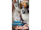 Adopt Sailor Mercury & Sailor Moon a Siamese