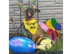 Adopt Dixie a Shepherd, Pit Bull Terrier