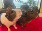 Adopt Nora & CeCe a Guinea Pig