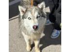 Adopt Cottontail* a Siberian Husky, Mixed Breed