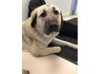 Adopt Juliet a Anatolian Shepherd