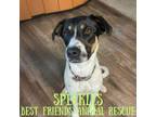 Adopt Speckles a Bluetick Coonhound