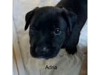 Adopt Adria a Dutch Shepherd, Mixed Breed