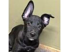 Adopt Clara a Dutch Shepherd, Mixed Breed