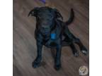 Adopt Leah a Dutch Shepherd, Mixed Breed