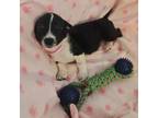 Adopt COZETTE a Rat Terrier