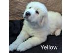 Great Pyrenees Puppy for sale in Kempton, IN, USA
