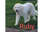 Great Pyrenees Puppy for sale in Kempton, IN, USA