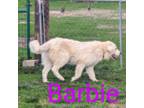 Great Pyrenees Puppy for sale in Kempton, IN, USA
