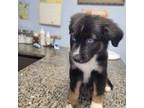 Miniature Australian Shepherd Puppy for sale in Citra, FL, USA