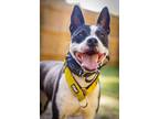 Adopt Lavender a Border Collie, Boston Terrier