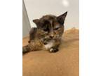 Adopt Laura a Calico