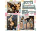 Adopt Dingo a American Foxhound, German Shepherd Dog