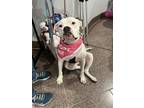 Adopt Andrea a Boxer, American Staffordshire Terrier