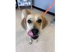 Adopt Brie a Labrador Retriever, Hound