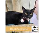 Adopt Penelope a Domestic Short Hair