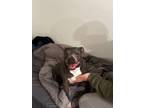 Adopt Jeanie a Pit Bull Terrier