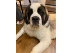 Adopt Heidi a Saint Bernard